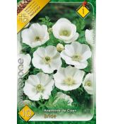 Anemone de Caen -The Bride / 10ks v balení