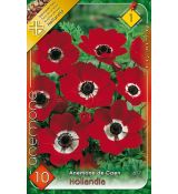 Anemone de Caen - Hollandia / 10ks v balení