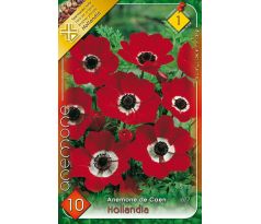 Anemone de Caen - Hollandia / 10ks v balení