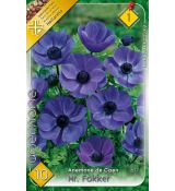 Anemone de Caen - Mr. Fokker / 10ks v balení