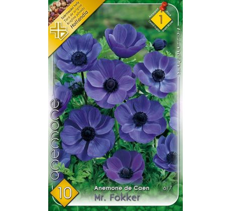 Anemone de Caen - Mr. Fokker / 10ks v balení
