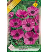 Anemone de Caen - Sylphide / 10ks v balení