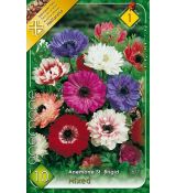 Anemone St.Brigid - mixed / 10ks v balení