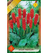Arum Italicum / 1ks v balení