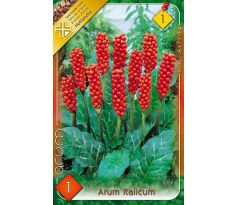 Arum Italicum / 1ks v balení