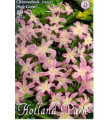 Chionodoxa Forbesii - pink Giant