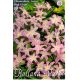 Chionodoxa Forbesii - pink Giant