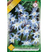 Chionodoxa Luciliae - Glory of the Snow