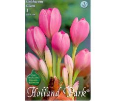 Colchicum Giant/Jesienka