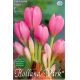 Colchicum Giant/Jesienka