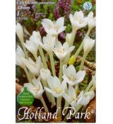 Colchicum autumnale - Album/Jesienka