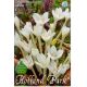 Colchicum autumnale - Album/Jesienka