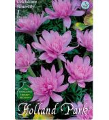 Colchicum Waterlily/Jesienka