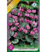 Cyclamen coum / 3ks v balení