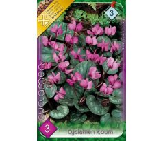 Cyclamen coum / 3ks v balení