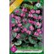 Cyclamen coum / 3ks v balení