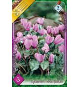 Cyclamen Hederifolium / 3ks v balení