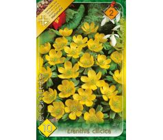 Eranthis Cilicica