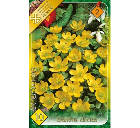 Eranthis Cilicica