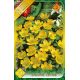 Eranthis Cilicica