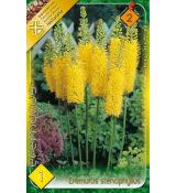 Eremurus stenophyllus / 1ks v balení