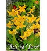 Erythronium Pagoda