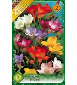 Freesia sigle mixed / 10ks v balení