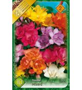 Freesia double mixed / 10ks v balení