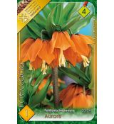 Fritillaria Imperialis - Aurora