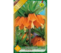 Fritillaria Imperialis - Aurora