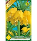 Fritillaria Imperialis - Maxima Lutea