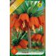 Fritillaria Imperialis - Rubra