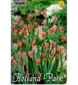 Fritillaria Uva-Vulpis