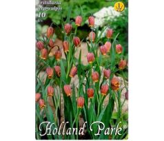 Fritillaria Uva-Vulpis