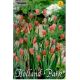 Fritillaria Uva-Vulpis