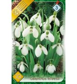 Galanthus elwesii