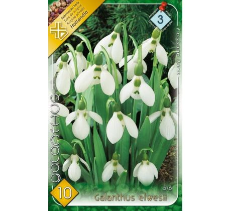 Galanthus elwesii