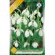 Galanthus elwesii