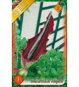 190 - Dracunculus Vulgaris