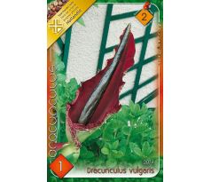 Dracunculus Vulgaris