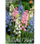 Hyacinthoides hispanica mix