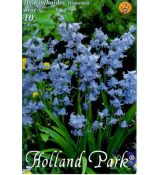 Hyacinthoides hispanica