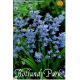 Hyacinthoides hispanica