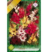 Ixia African Cornlili - mixed / 15ks v balení