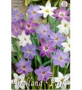 Ipheion mixed