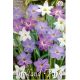 Ipheion mixed