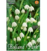 Leucojum aestivum