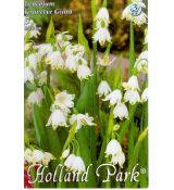 Leucojum aestivum - Giant