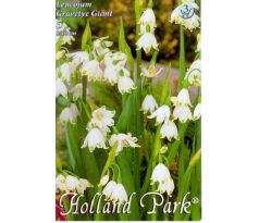 Leucojum aestivum - Giant