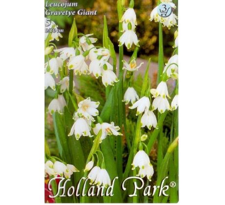 Leucojum aestivum - Giant